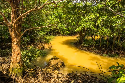 Tha Pom Klong Song Nam Mangrove forest conservation and tourist destination in Krabi province, Thailand.