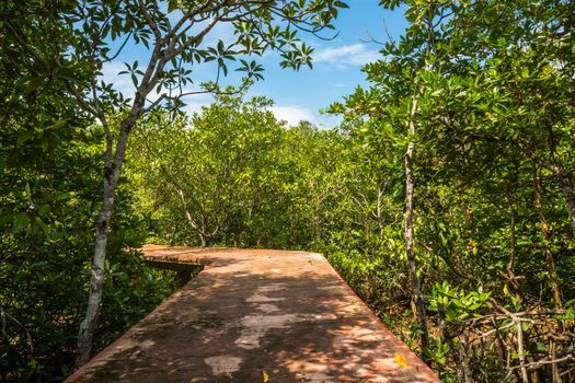 Tha Pom Klong Song Nam Mangrove forest conservation and tourist destination in Krabi province, Thailand.