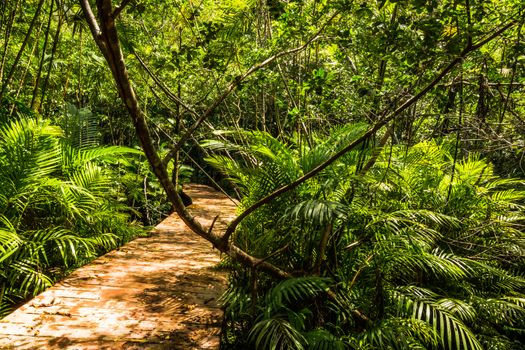 Tha Pom Klong Song Nam Mangrove forest conservation and tourist destination in Krabi province, Thailand.