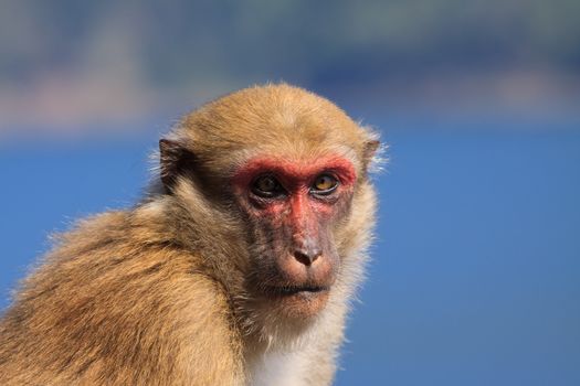 ape monkey in wilderness looking with eyes contact to camera