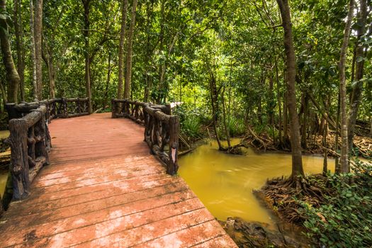 Tha Pom Klong Song Nam Mangrove forest conservation and tourist destination in Krabi province, Thailand.