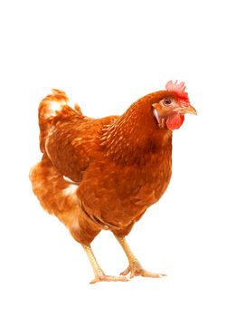 full body of brown chicken hen standing isolated white background use for farm animals and livestock theme