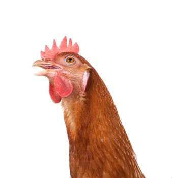 head of chicken hen shock and funny surprising isolated white background