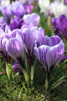 Purple and white crocuses in early spring sunlight