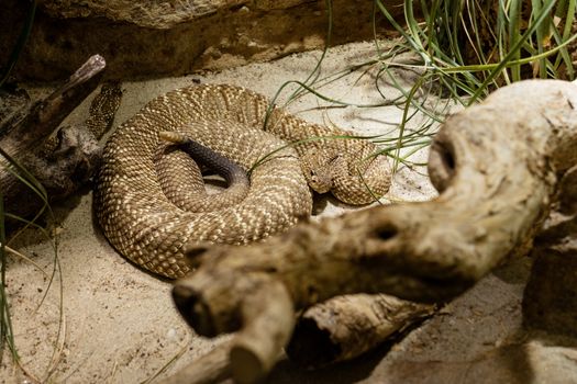 Rattlesnake laying coiled in Zoo.