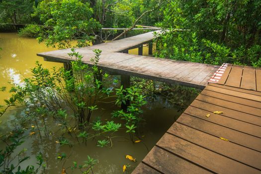 Tha Pom Klong Song Nam Mangrove forest conservation and tourist destination in Krabi province, Thailand.
