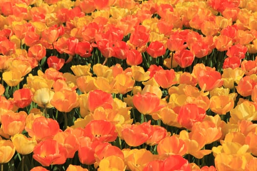 Yellow and orange tulips in a sunny field