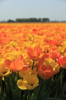 Yellow and orange tulips in a sunny field