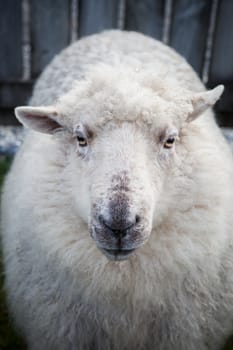 close up face of new zealand merino sheep in rural livestock farm