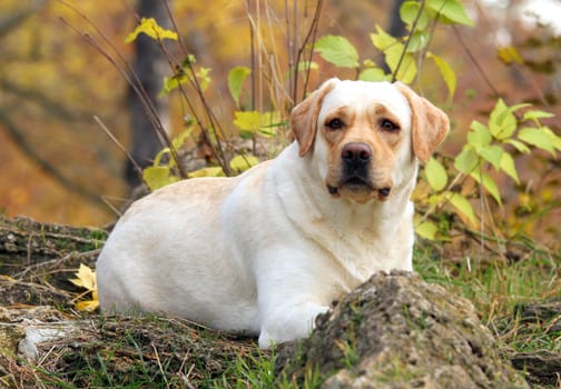 nice yellow labrador in the park in autumn