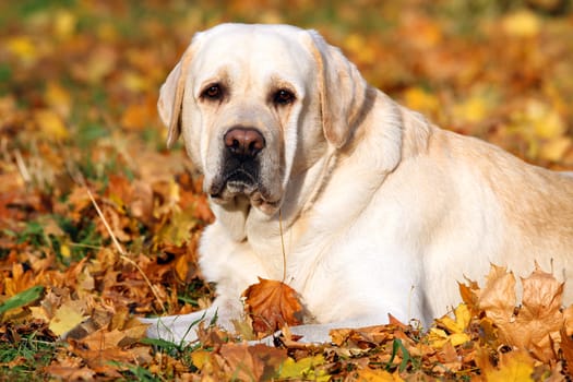 a nice yellow labrador in the park in autumn