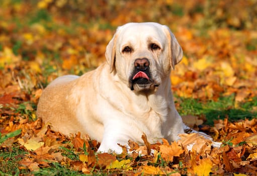 the cute nice yellow labrador in the park in autumn