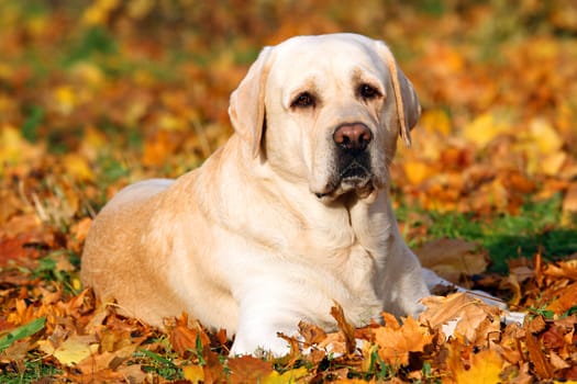 the nice yellow labrador in the park in autumn