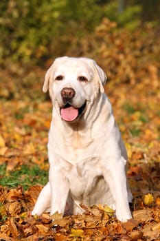 a cute nice yellow labrador in the park in autumn