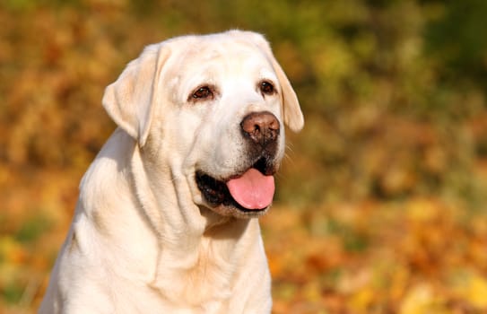 cute nice yellow labrador in the park in autumn