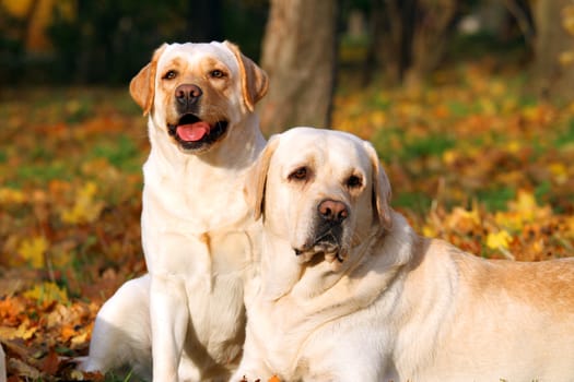 nice two yellow labradors in the park in autumn