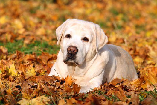the cute beautiful nice yellow labrador retriever in the park in autumn