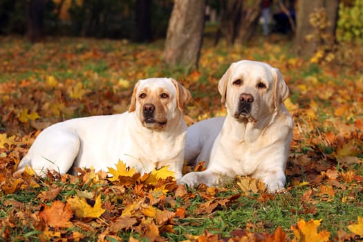 the nice cute two yellow labradors in the park in autumn
