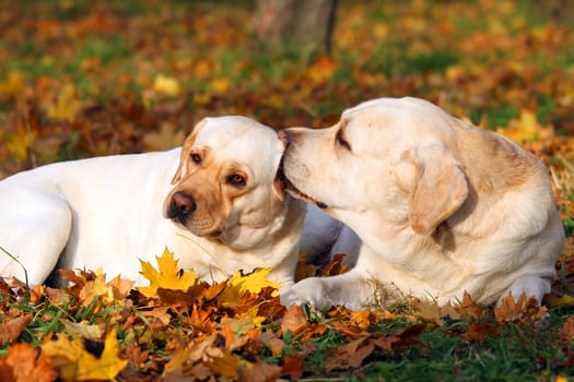 the nice two yellow labradors in the park in autumn