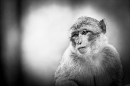 Wildlife Monkey Portrait in a tree, France