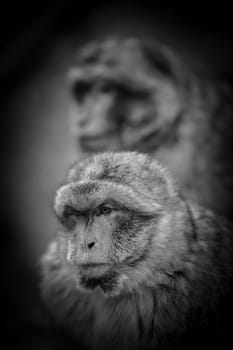 Wildlife Monkey Portrait in a tree, France