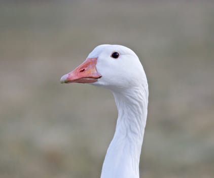 Beautiful isolated photo of a wild snow goose