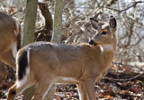 Beautiful isolated photo of wild deer in the forest