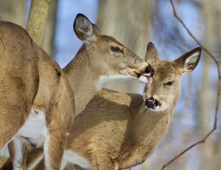 Beautiful isolated photo of wild deer in the forest