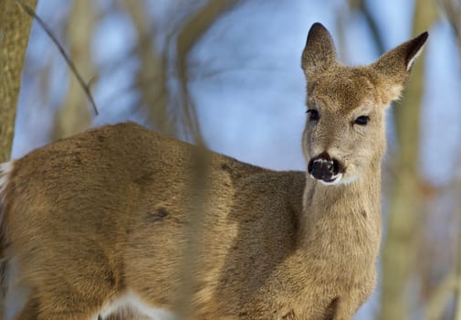 Beautiful isolated photo of wild deer in the forest