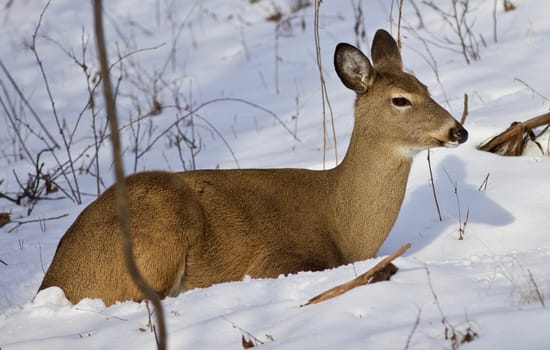 Beautiful isolated photo of wild deer in the forest on the snow