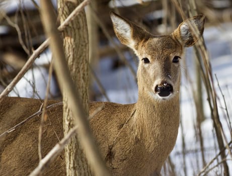 Beautiful isolated photo with a wild deer in the snowy forest