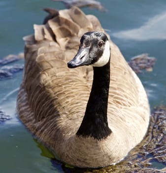 Beautiful isolated photo of a wild Canada goose