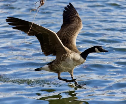 Beautiful isolated photo of a wild Canada goose