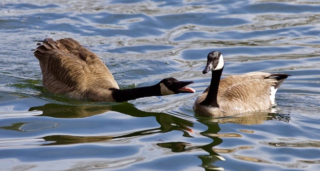 Beautiful isolated photo of the wild Canada geese