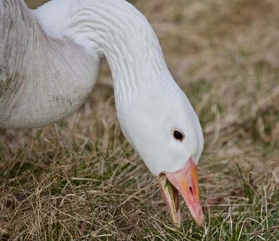 Beautiful isolated photo of a wild snow goose