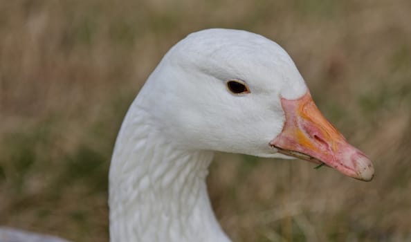 Beautiful isolated photo of a wild snow goose