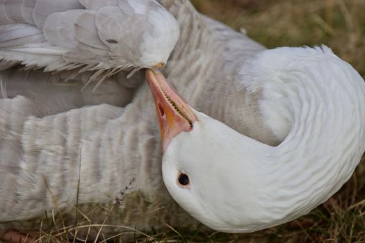 Beautiful isolated photo of a wild snow goose