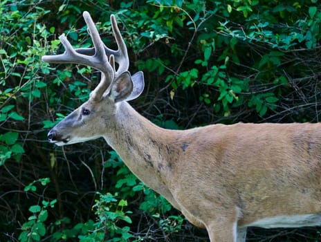 Beautiful isolated photo of a wild male deer with the horns