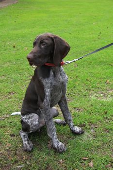 Young German shorthaired Pointer male, four months old