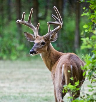 Beautiful isolated photo of a wild male deer with the horns