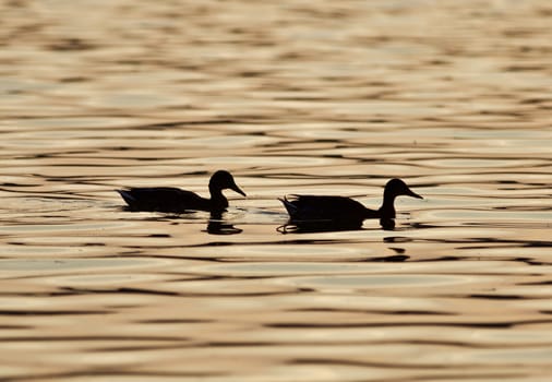 Beautiful isolated photo of two ducks in a lake on the sunset