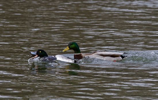 Funny photo of a duck chasing another