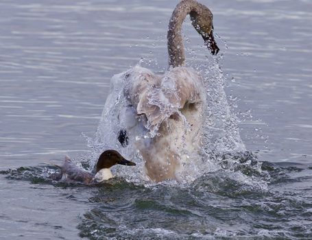 Isolated photo of a swan under attack of a  crazy duck