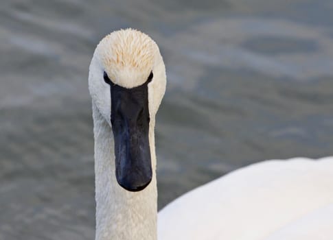 Beautiful isolated photo of a wild trumpeter swan