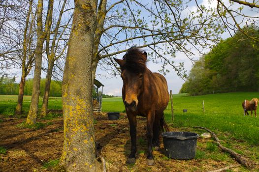 a brown iceland horse standing on the pasture.