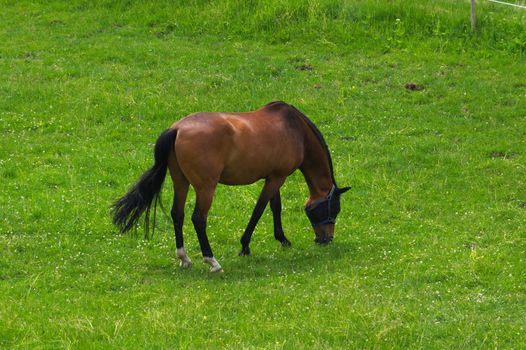 a brown horse standing on the pasture and green medow