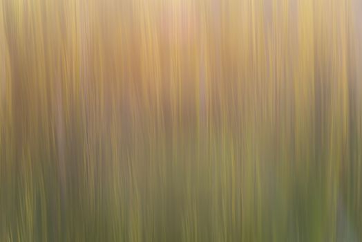 Abstract background photo obtained by vertical movement parallel to the lines of the stems of the plants
