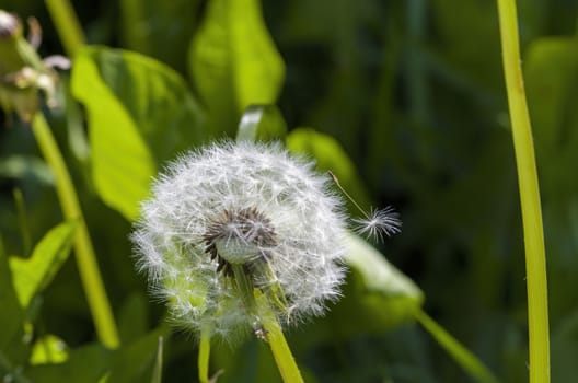 White dandelion on a green stem will soon lose its cap