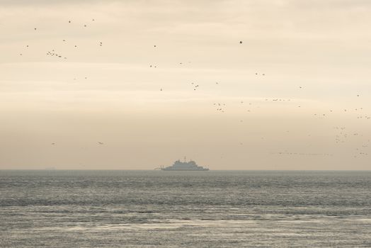 Old ferry on the Wadden Sea surrounded by birds near the island of Terschelling in the Netherlands in the evening sun
