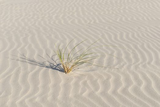 Marram grass on the beautifully ruffled Dutch sandy beach of Terschelling
